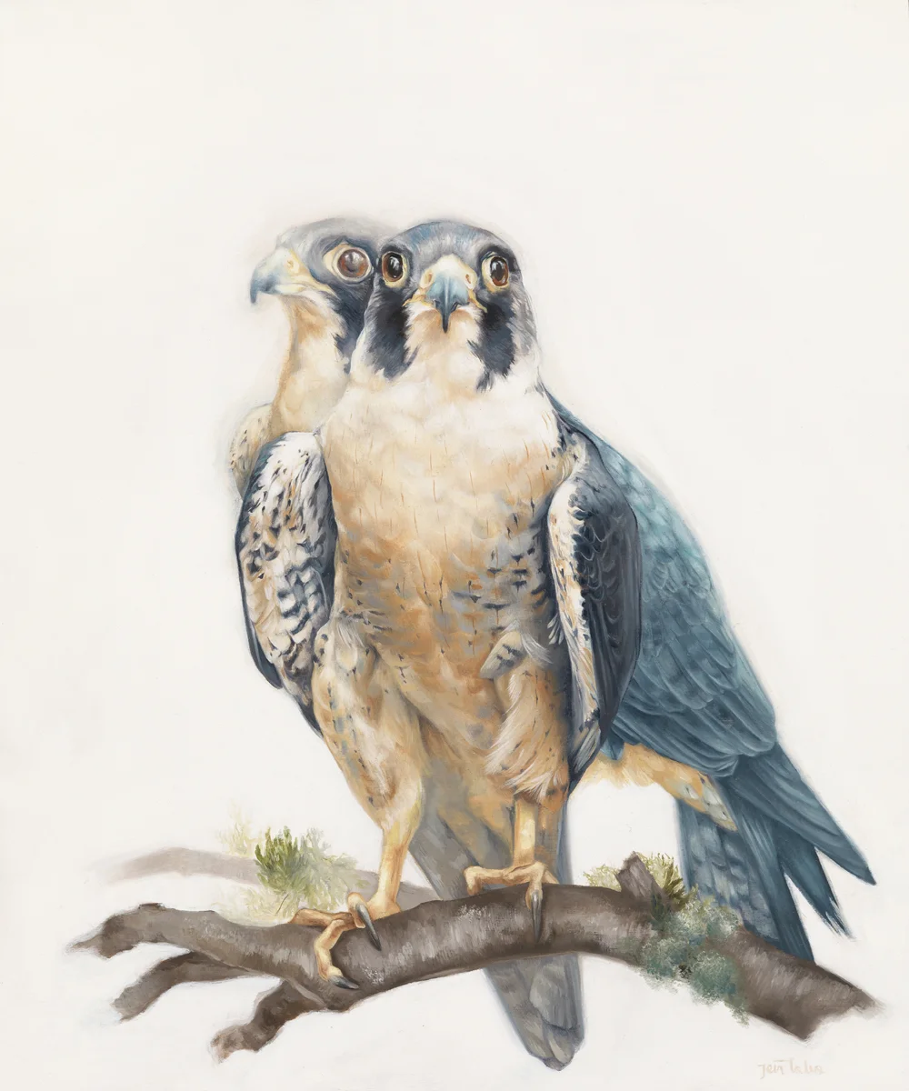 PEREGRINE FALCONS