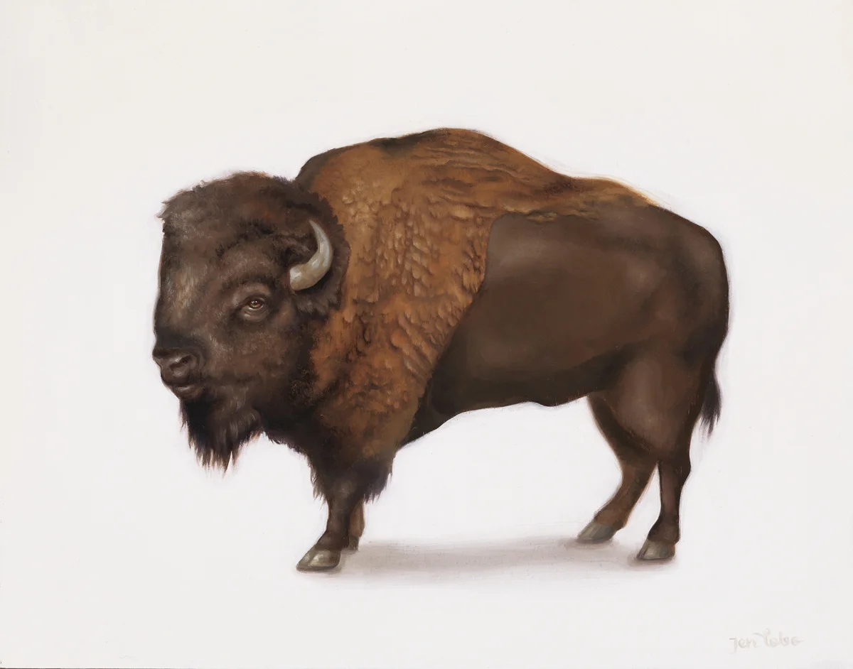 AMERICAN BISON