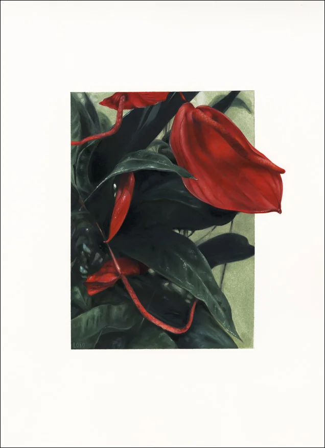 Anthurium scherzerianum