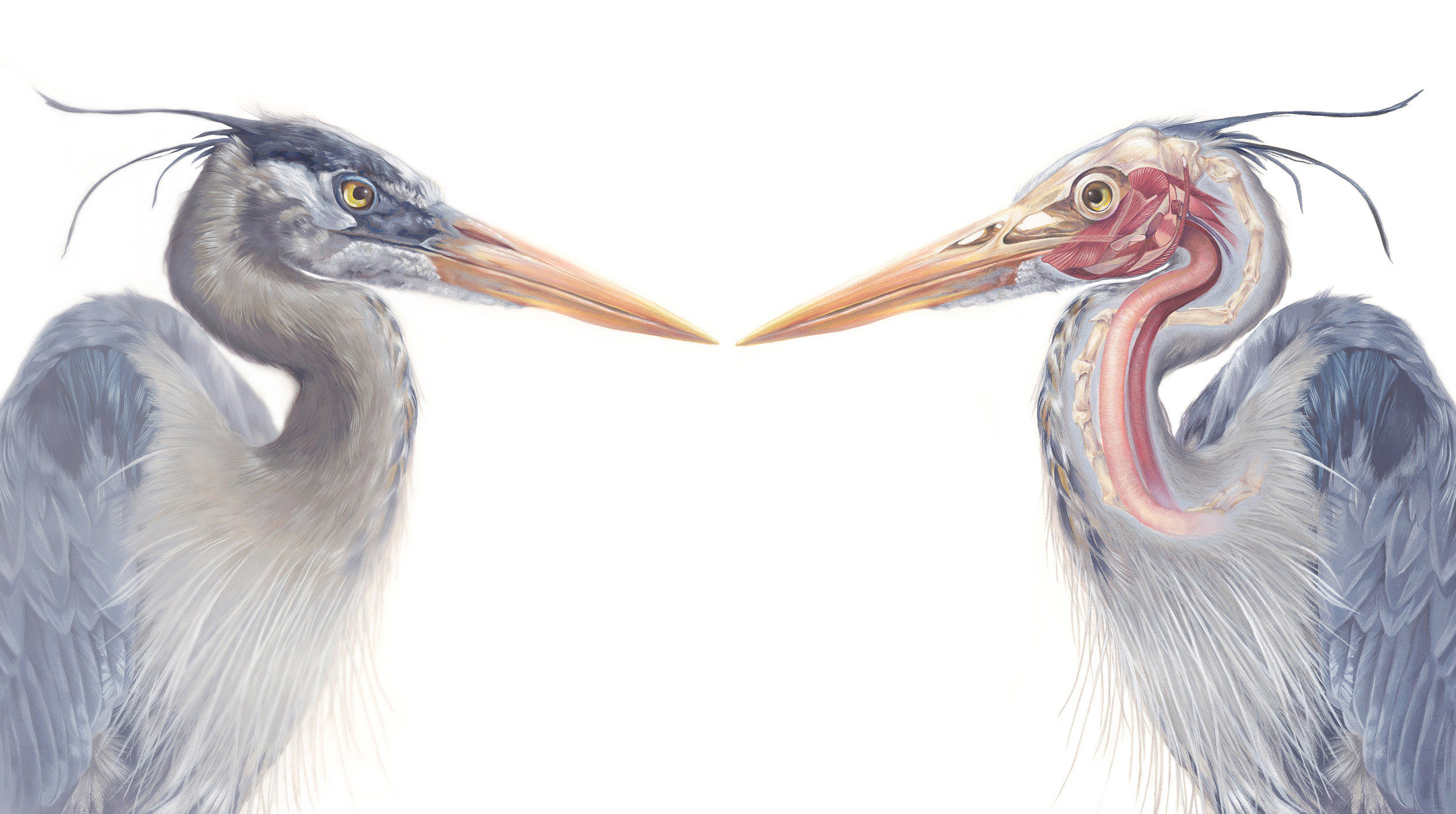 Anatomy of Great Blue Heron