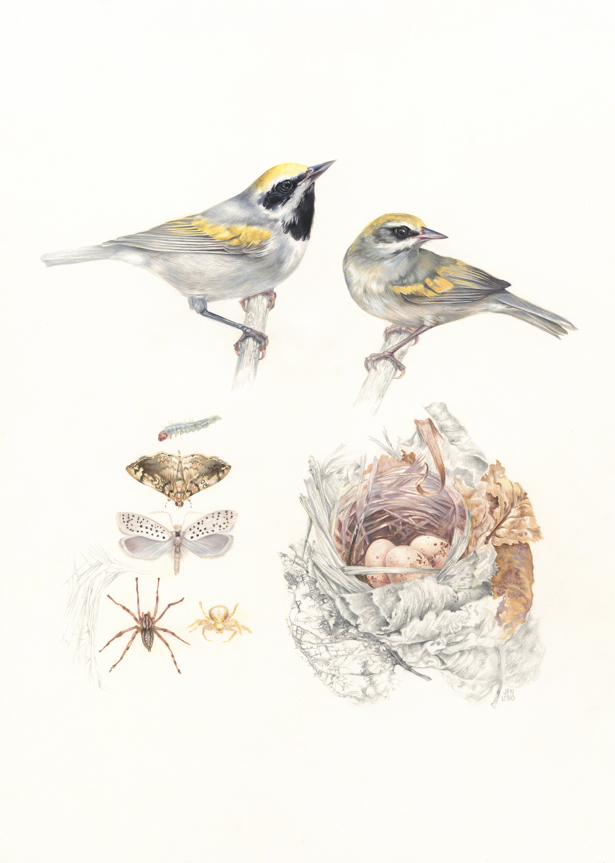 Golden-winged Warbler 