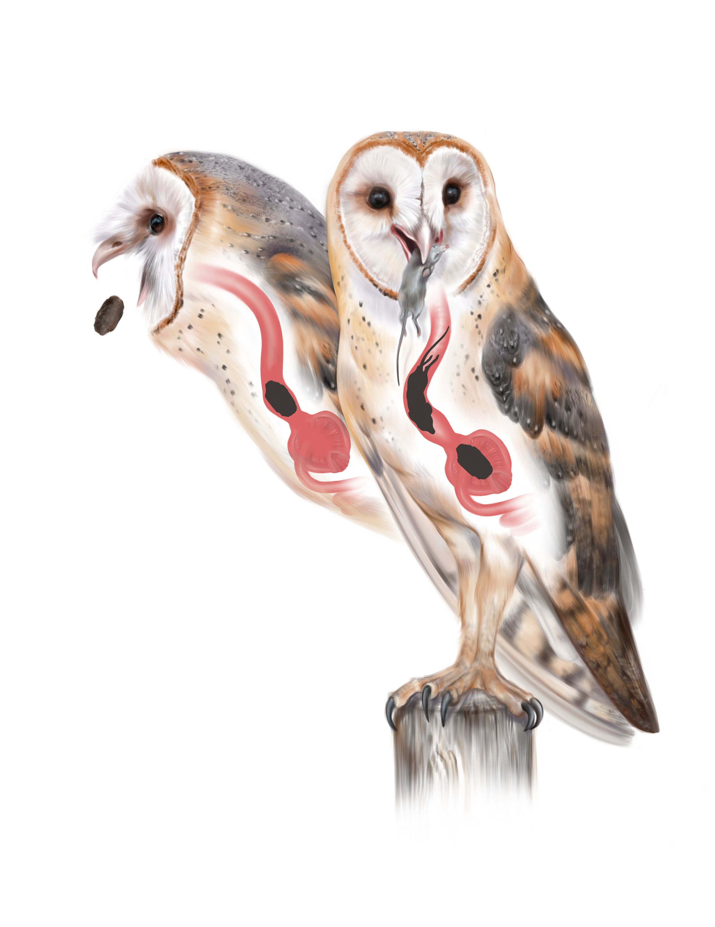 Anatomy of Barn Owl Digestive System