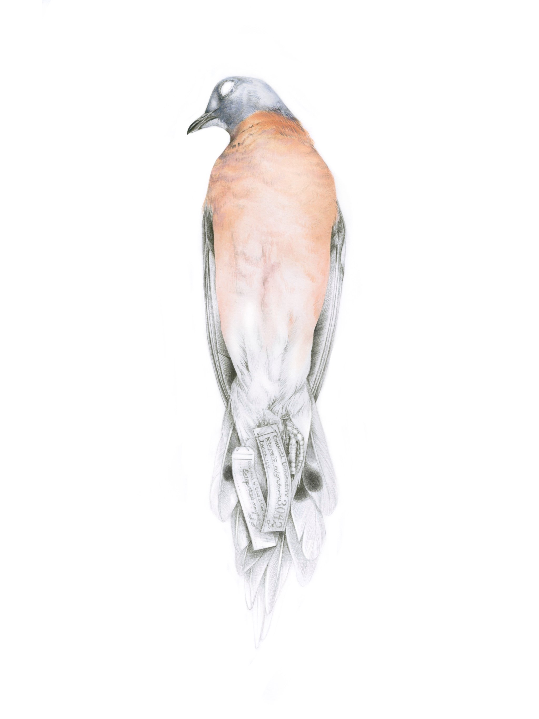 What Remains - Passenger Pigeon (Ectopistes migratorius)