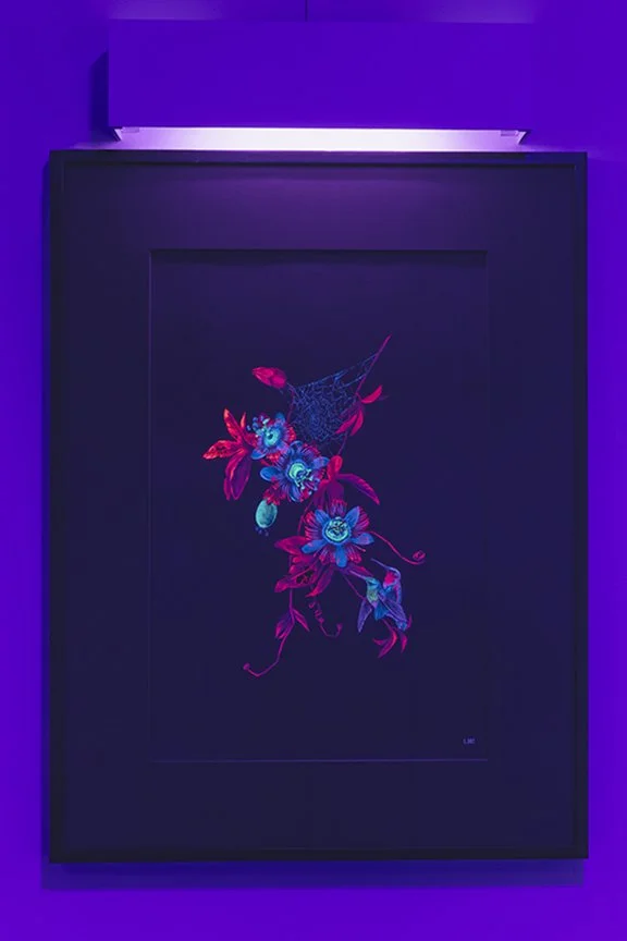 Bird’s-Eye : Violet-fronted Brilliant Installation View