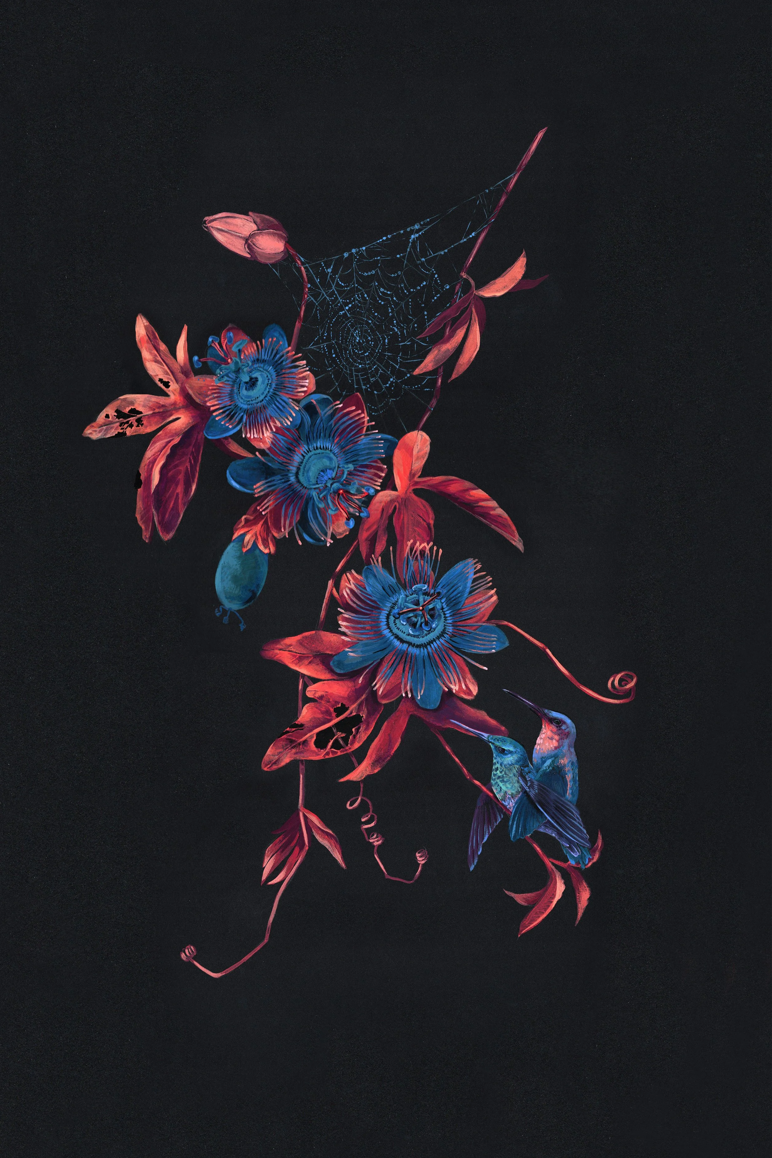 Bird's Eye: Violet-fronted Brilliant