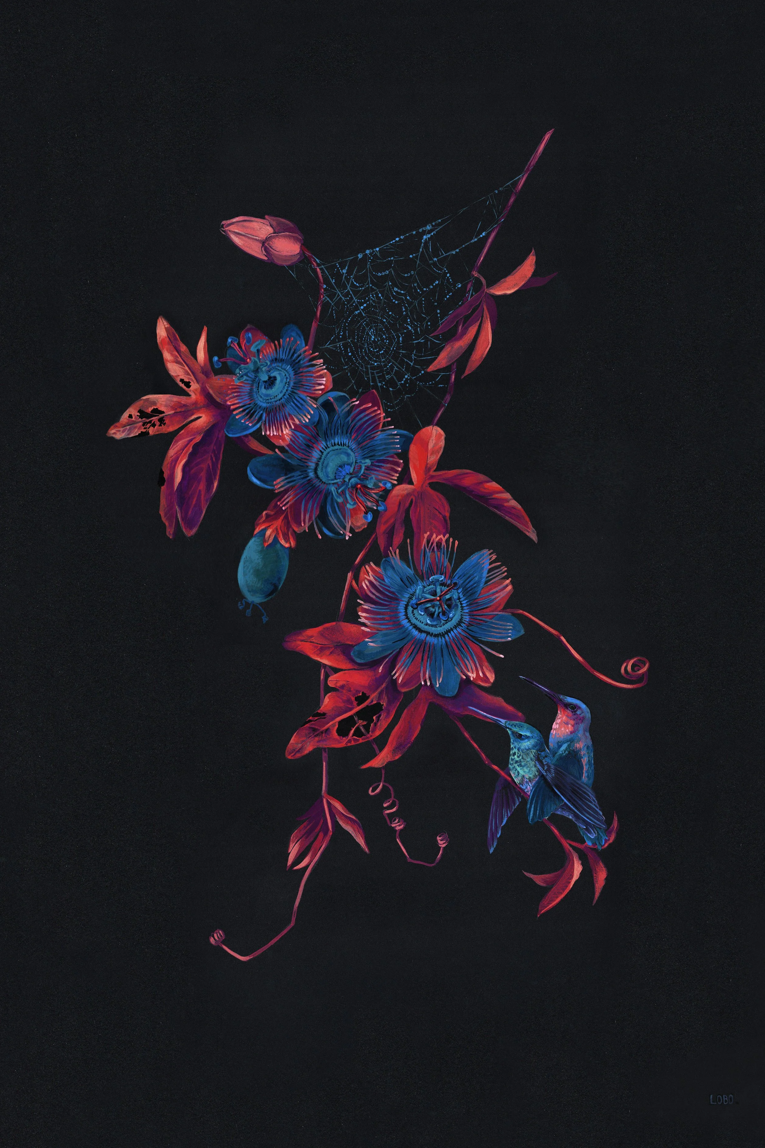 Bird's Eye: Violet-fronted Brilliant