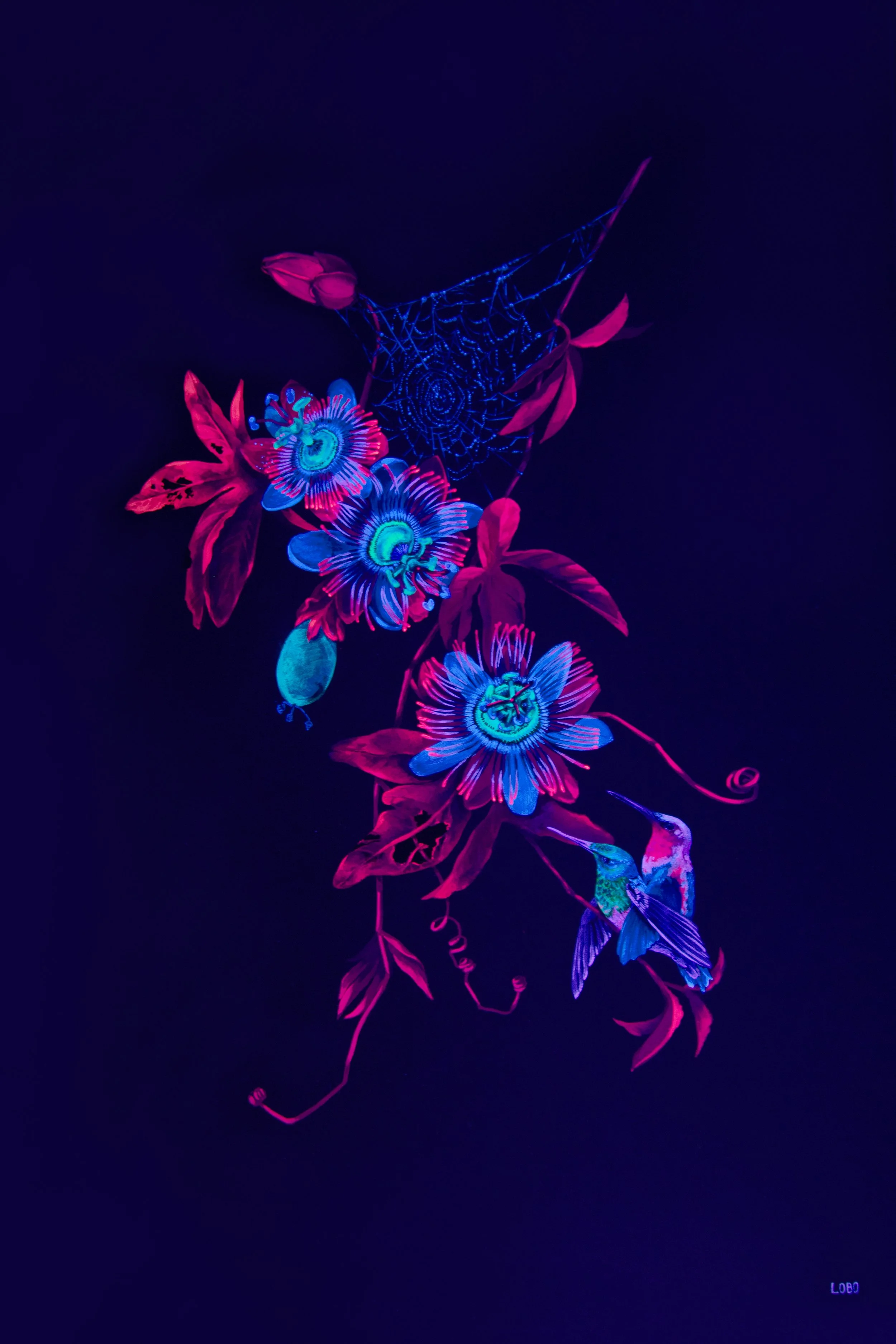 Bird's Eye: Violet-fronted Brilliant