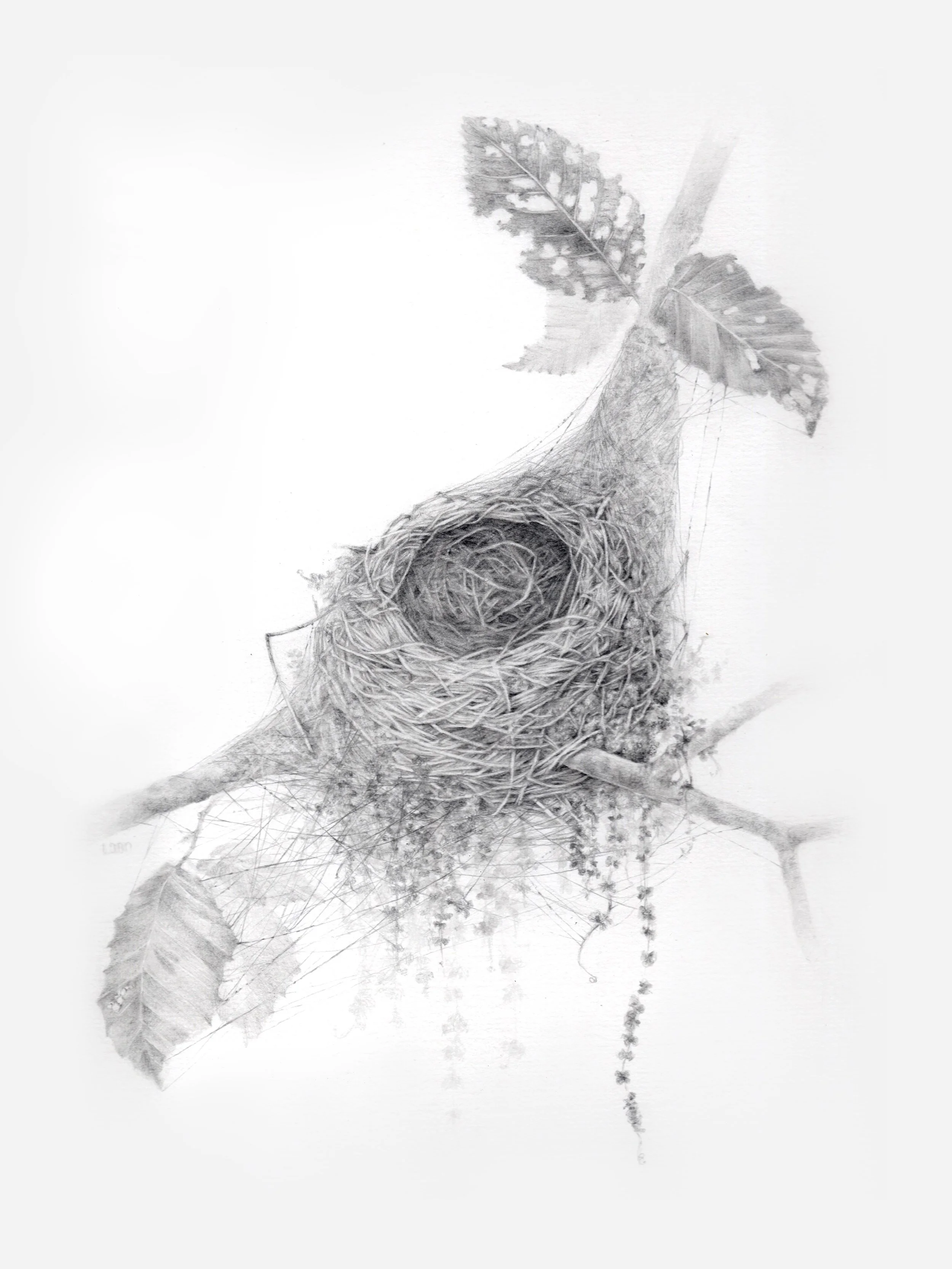 Acadian Flycatcher Chandelier 