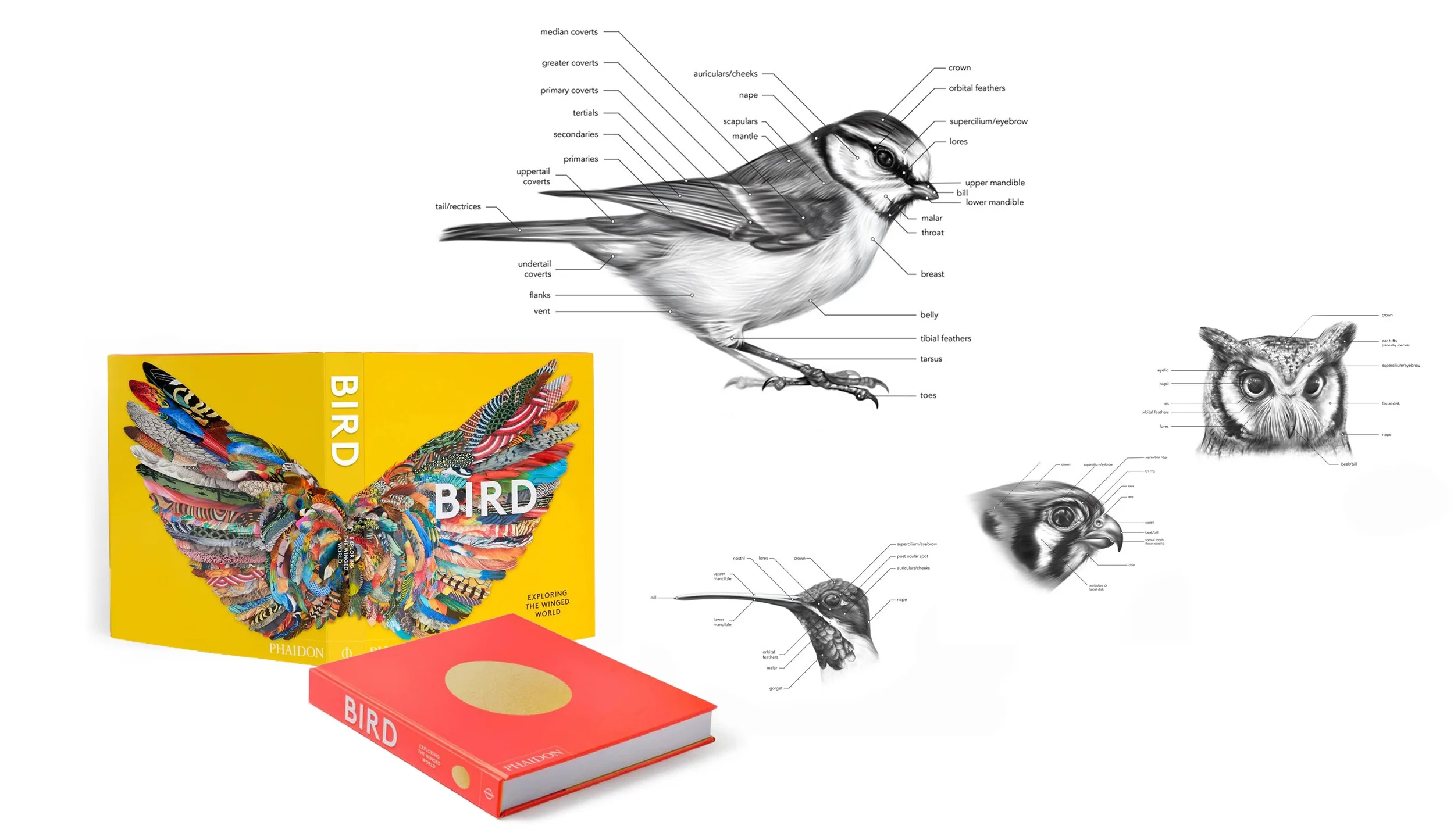 BIRD: Exploring the Winged World 