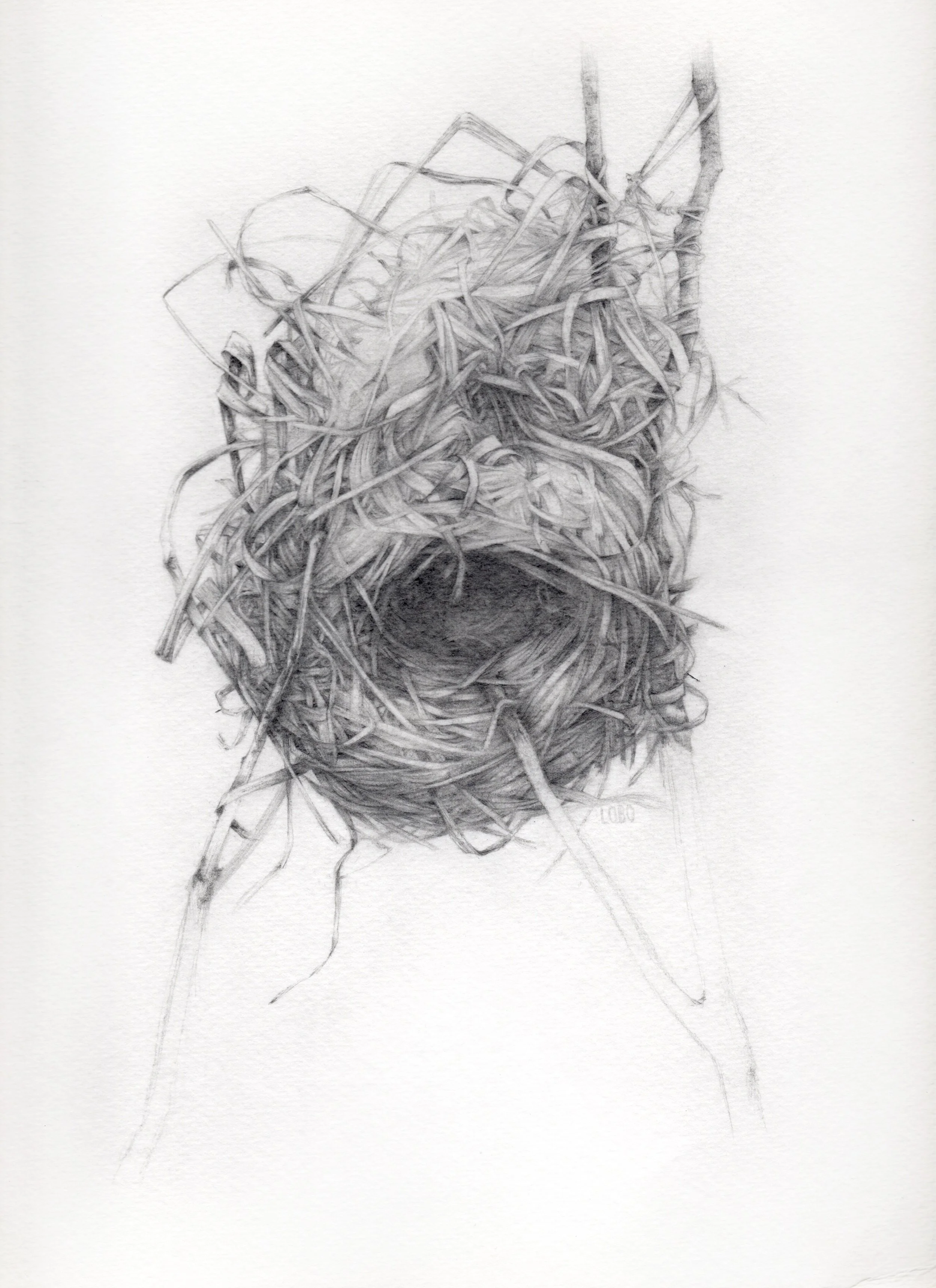 taveta_weaver_nest.jpg