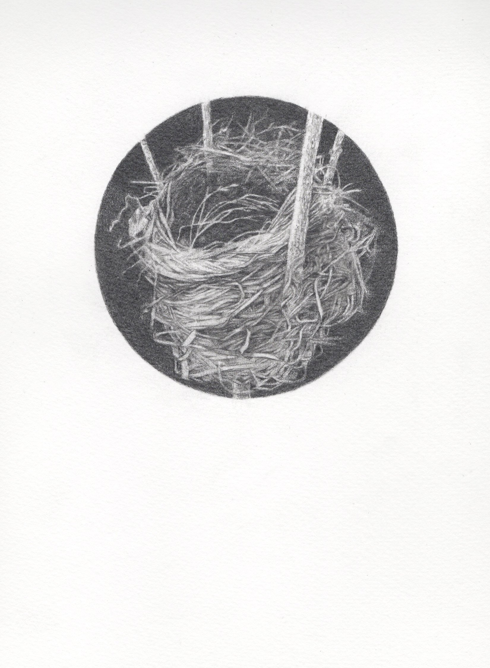 red_winged_blackbird_nest.jpg