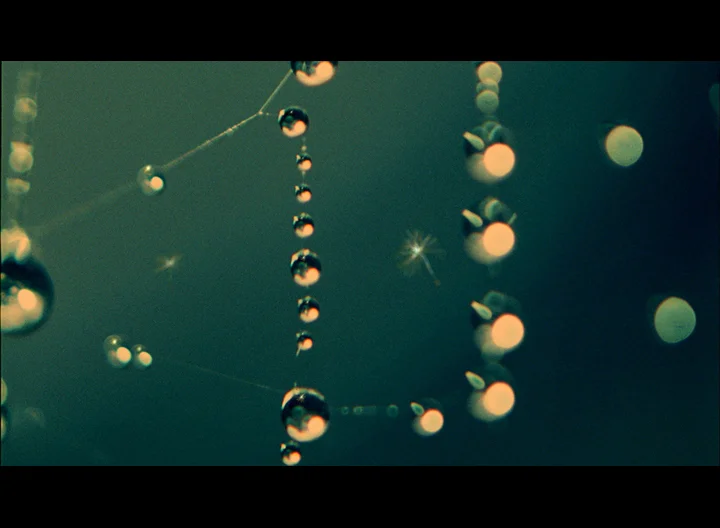 dandelion_60_GENERIC_HAFLFHD 0449.jpg