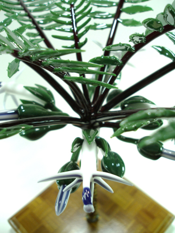 cyanea  magnicalyx  (6).jpg