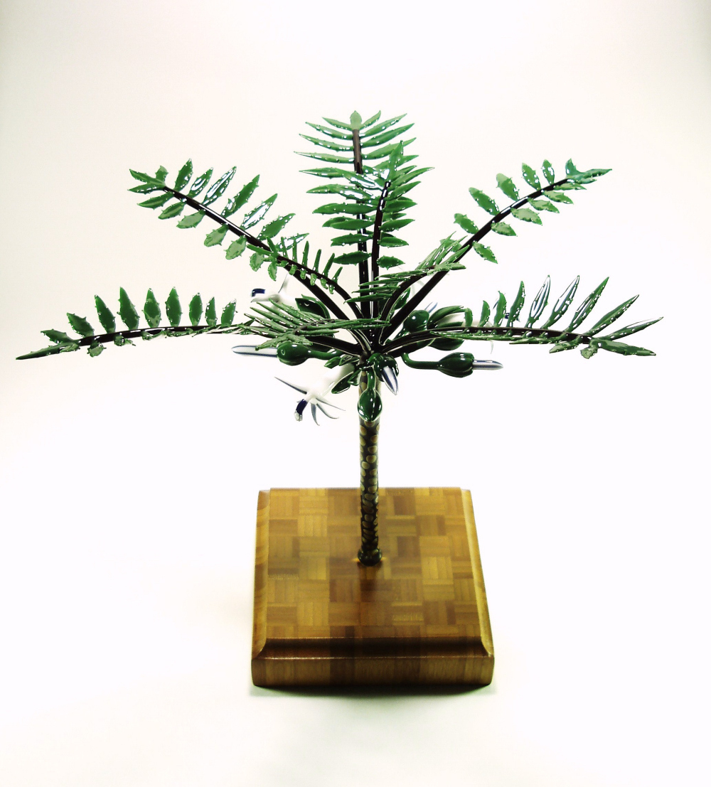 cyanea  magnicalyx  (3).jpg