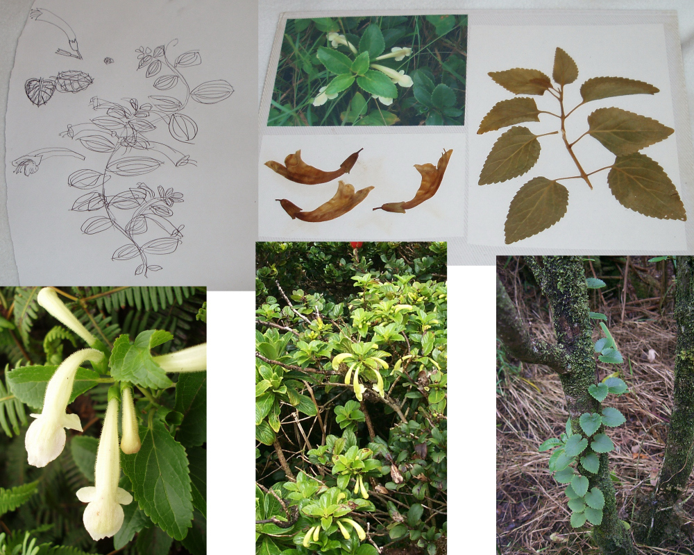 research material.jpg