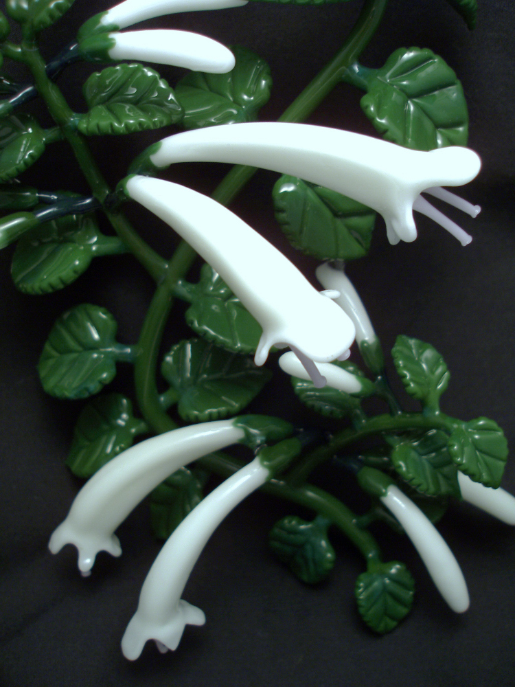 stenogyne kamehamehae may-july 07 (12).jpg