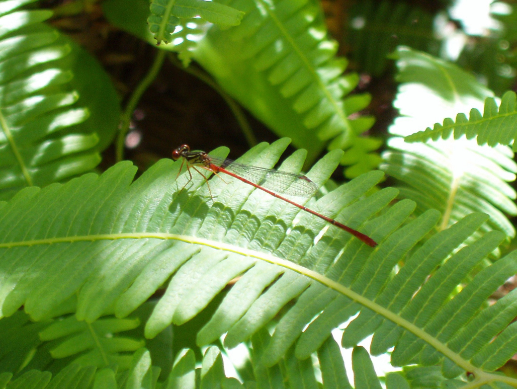 'uluhe & pinao 'ula  (3).jpg