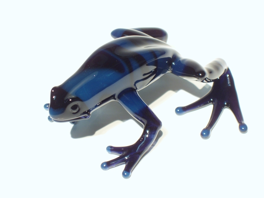 blue dart frog (2).jpg