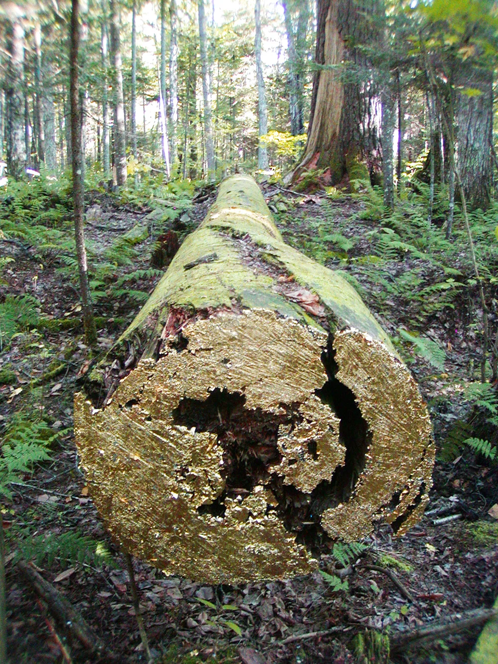 8 Forest Aleph Elders Grove Adirondacks adjusted 2.jpg