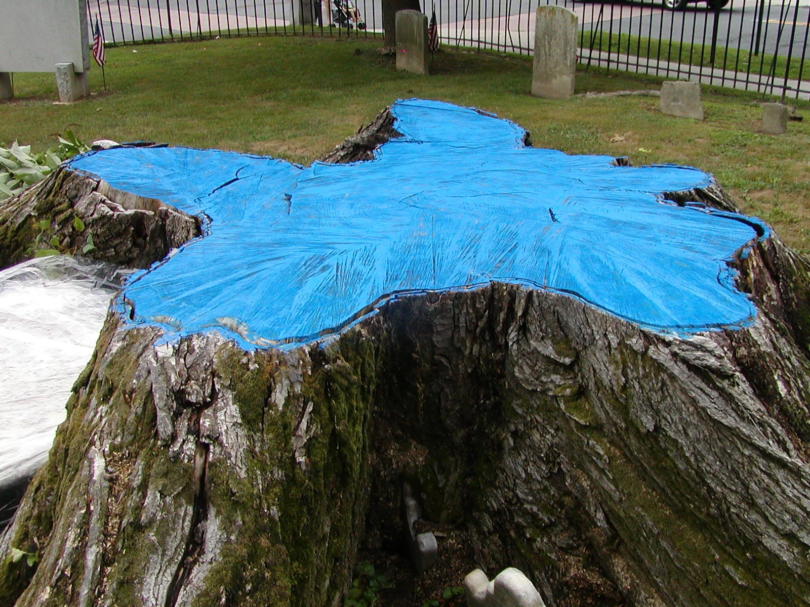 11  Monstrum Elm Stump Princeton in situ AUG05.JPG