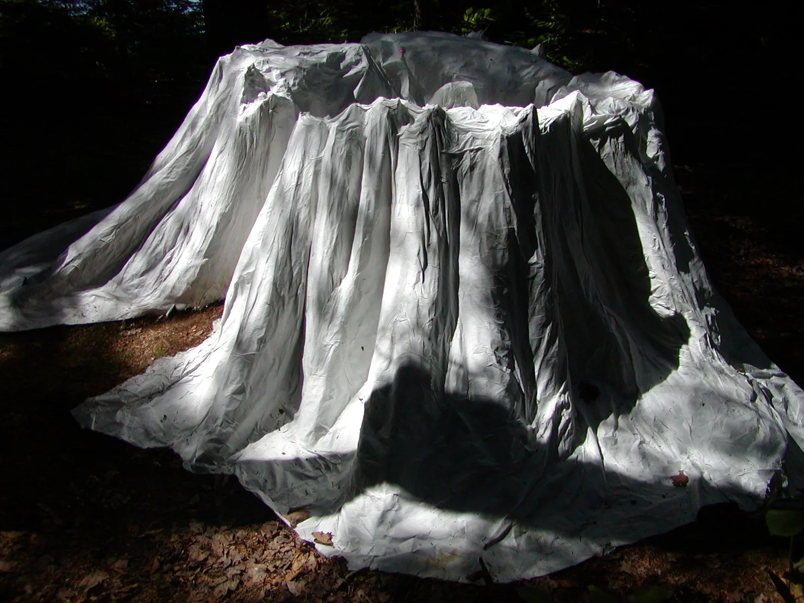 1 Ghost-Old growth stump cast in situ JUN04.JPG