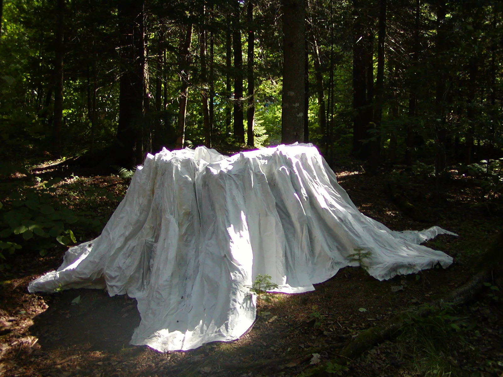 2 Ghost old  growth stump cast in situ JUN04a.JPG