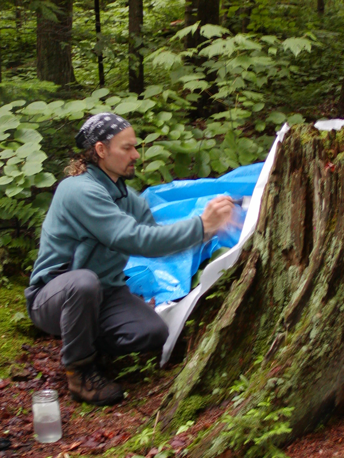 3 old  growth stump cast in situ JUN04.JPG