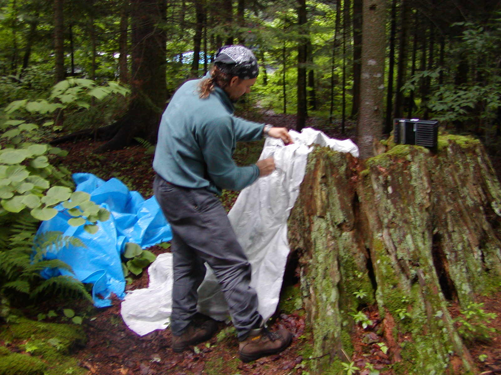 4 old  growth stump cast in situ JUN04.JPG