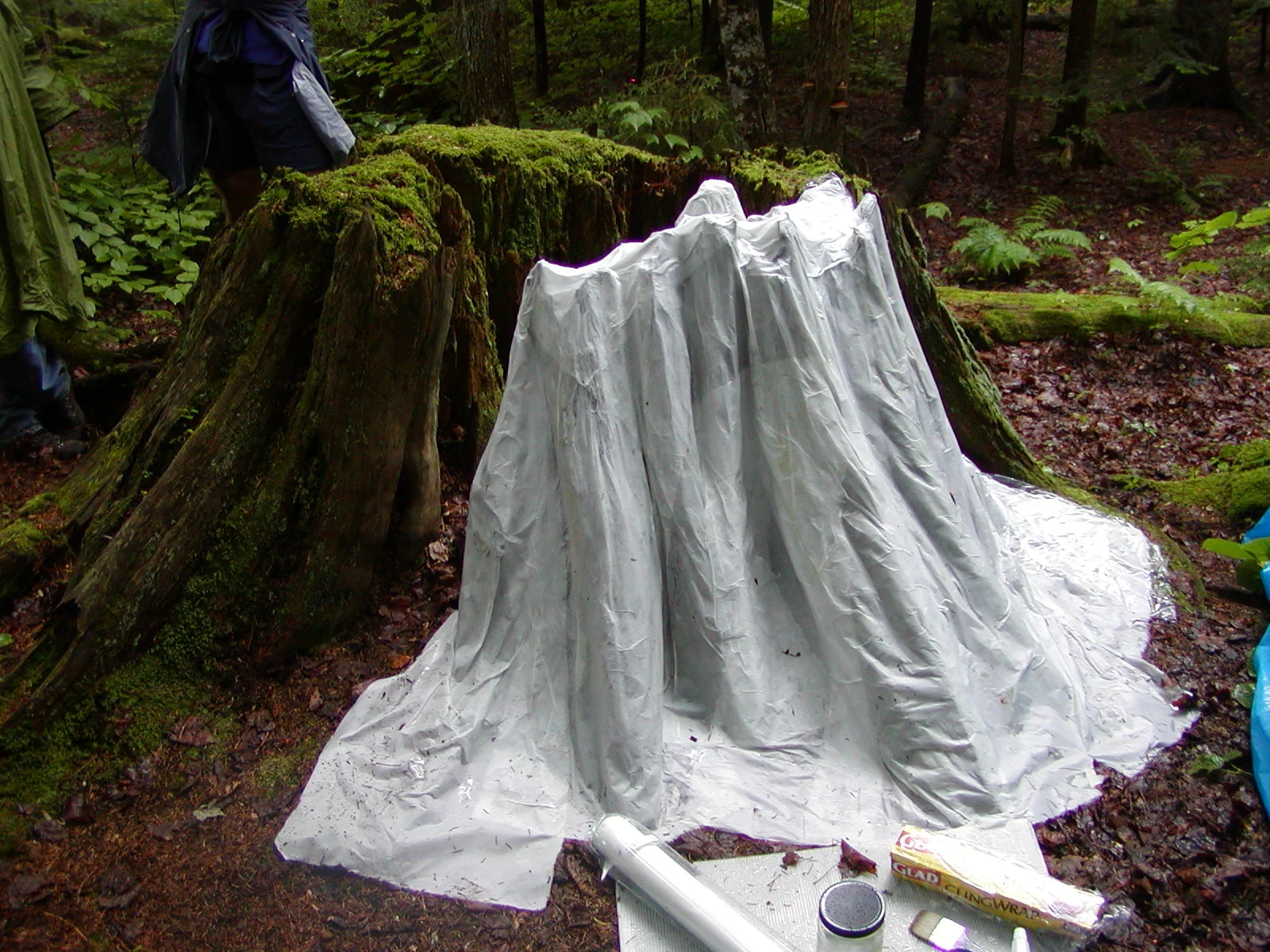 5 old  growth stump casting in process JUN04a.JPG