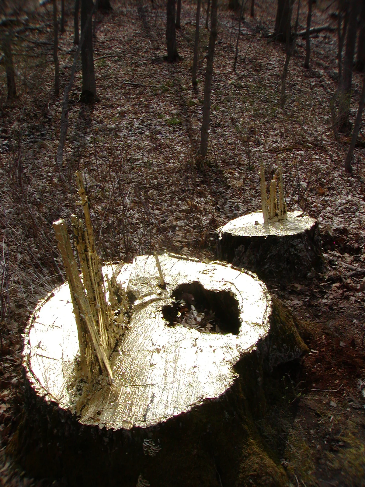 47 Untitled gold leafed stumps APR06.JPG