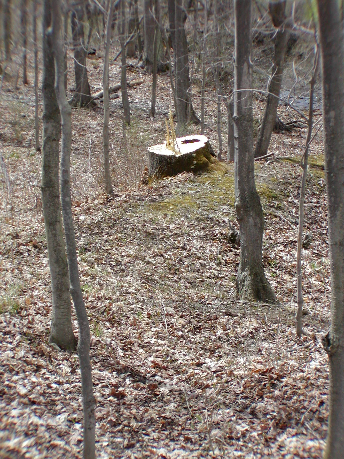 46  Forest Aleph gold leafed stump APR06.JPG