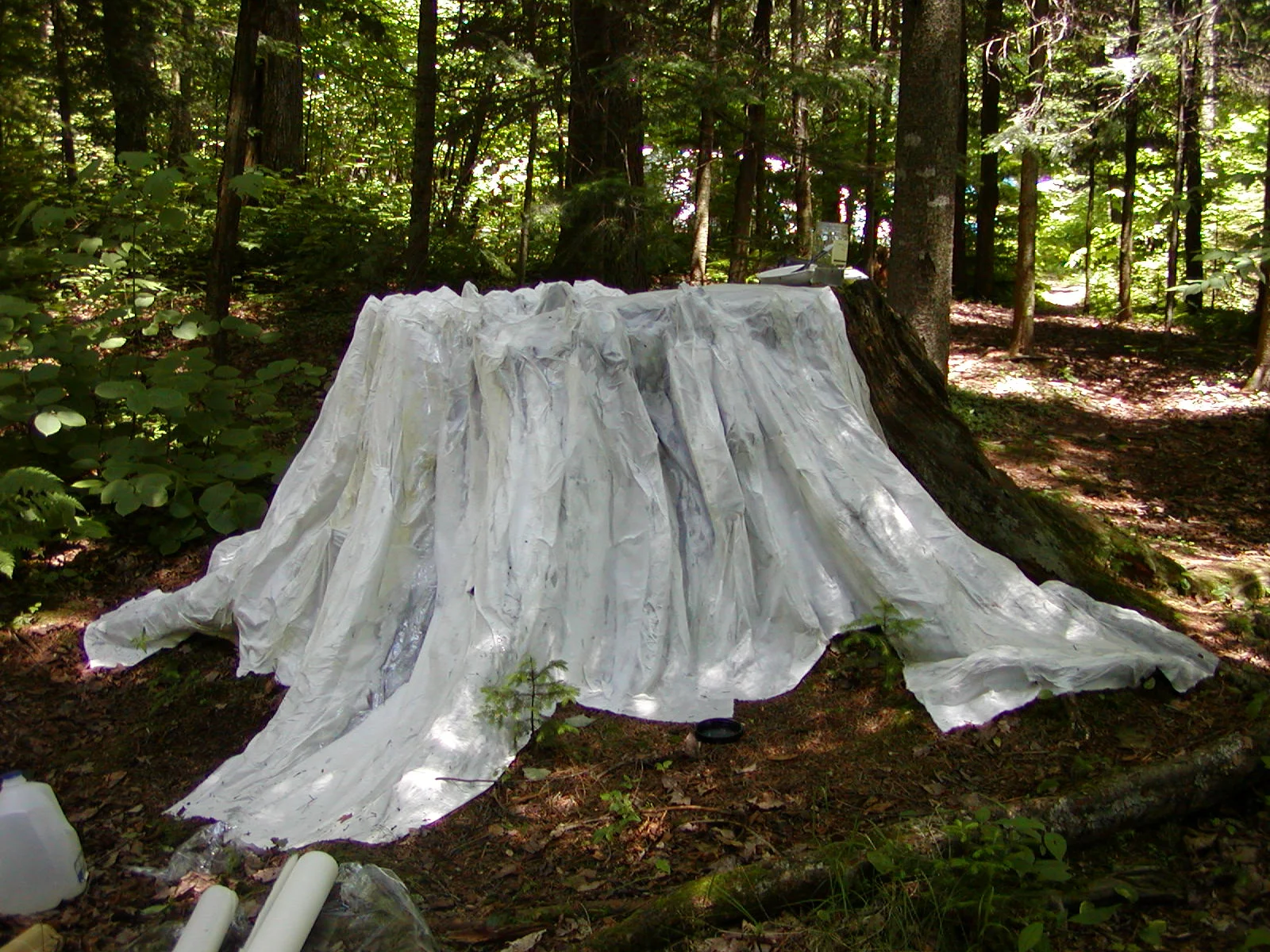 7 ghost old  growth stump cast in situ JUN04.JPG