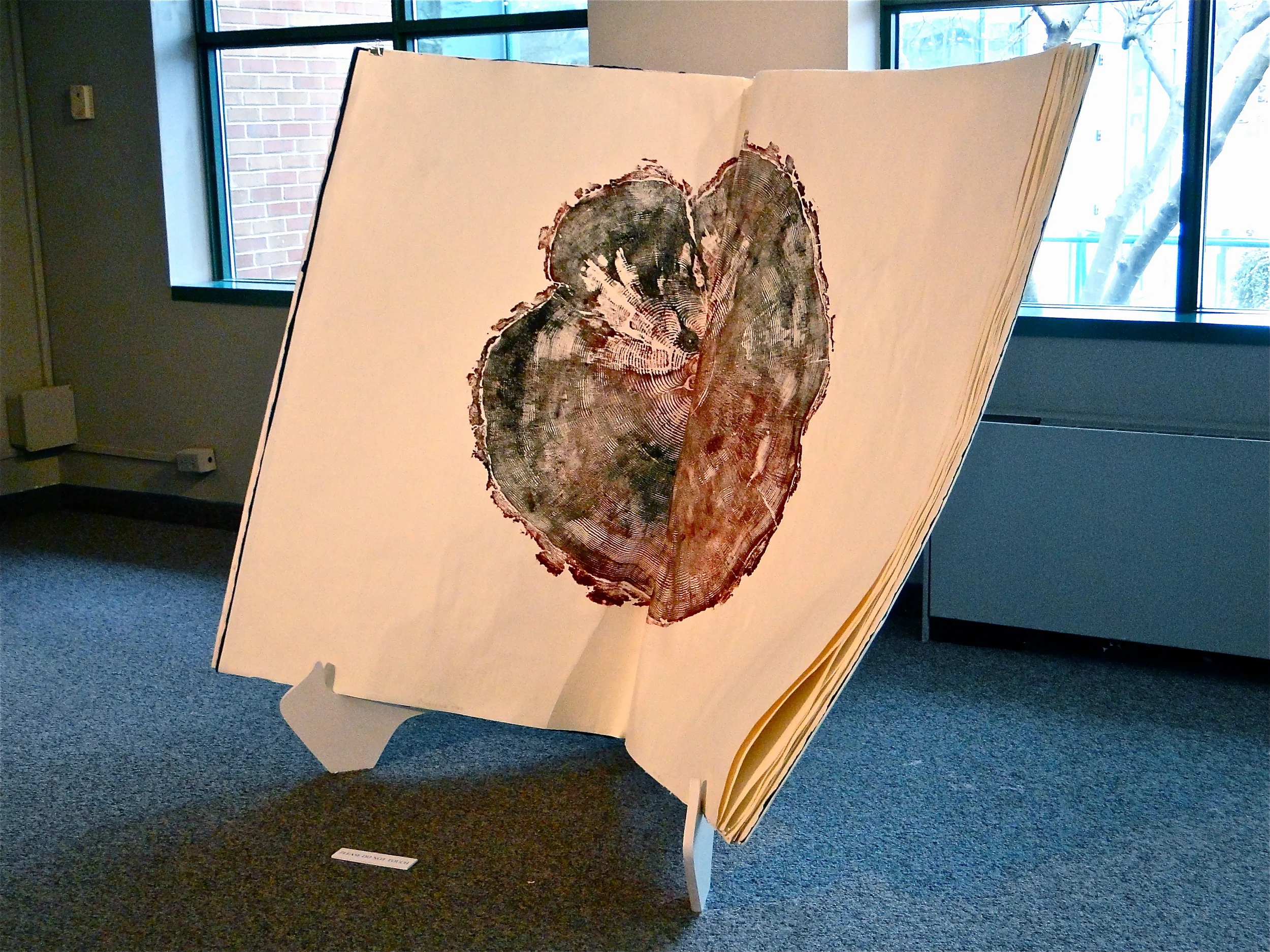 7 Caudex open to Ponderosa Pine.JPG