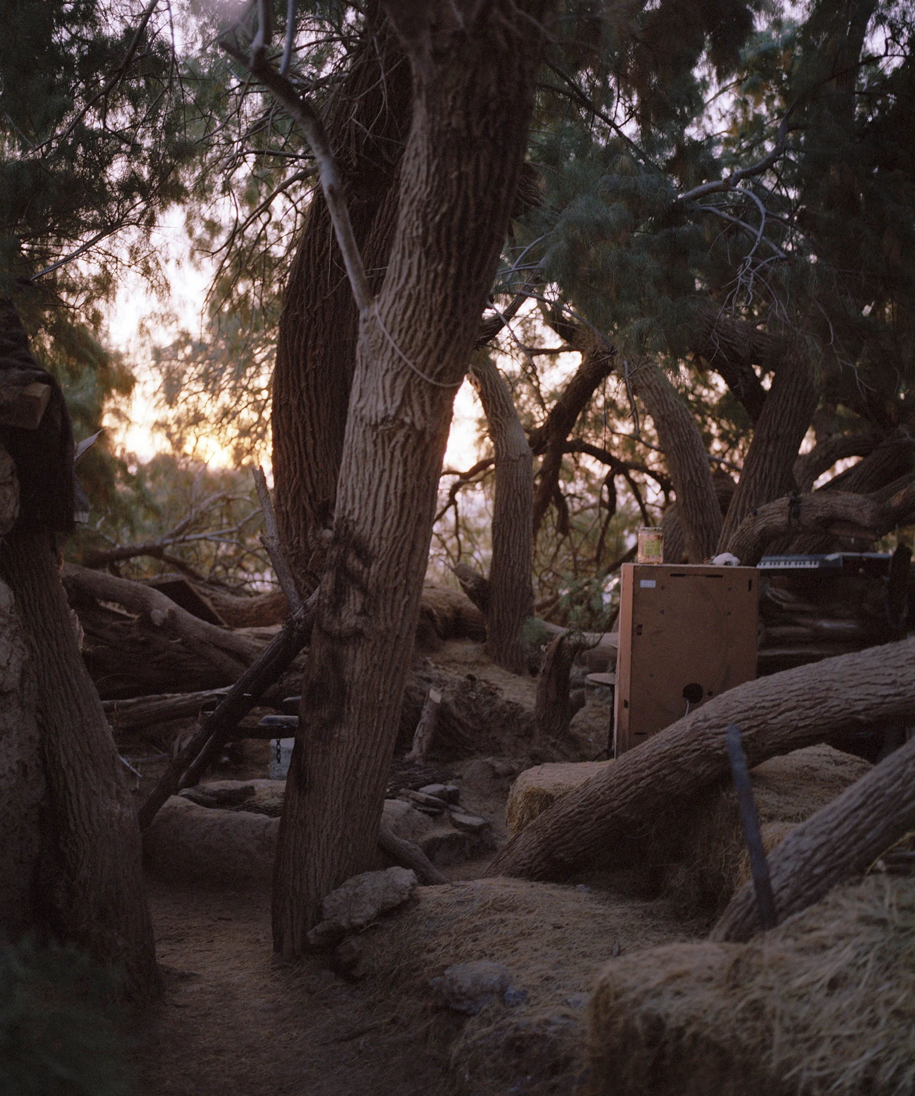 4Temple_Wilderness_Gooney_Forest.jpg