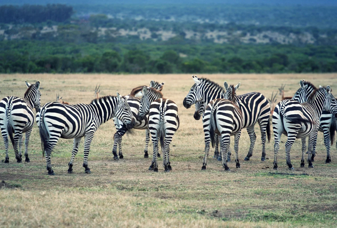 olpejeta-24.jpg