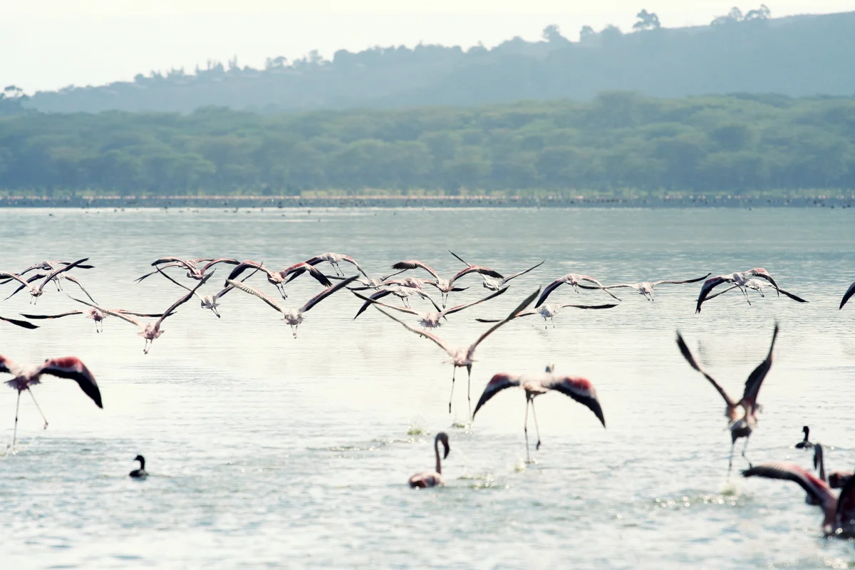 naivasha-16.jpg