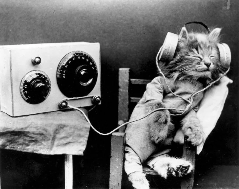 listen - kitten.jpg