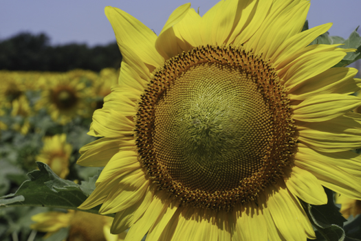sunflower.jpg