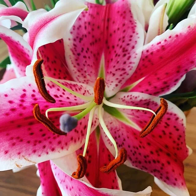 The Christmas lilies. #flowerpower🌸