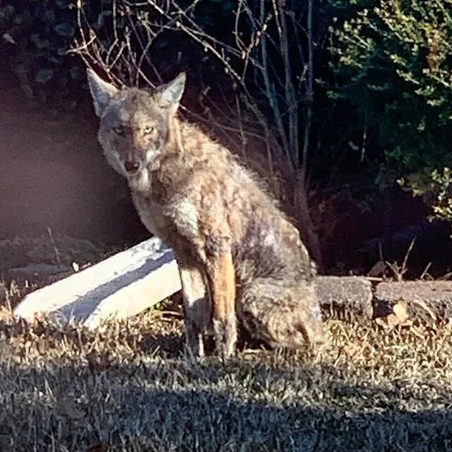 The is the largest coyote I&rsquo;ve seen in our neighborhood.