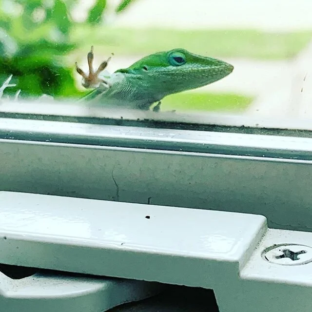 I always feel like somebody&rsquo;s watching me... #lizardsocialdistancing #workingfromhome