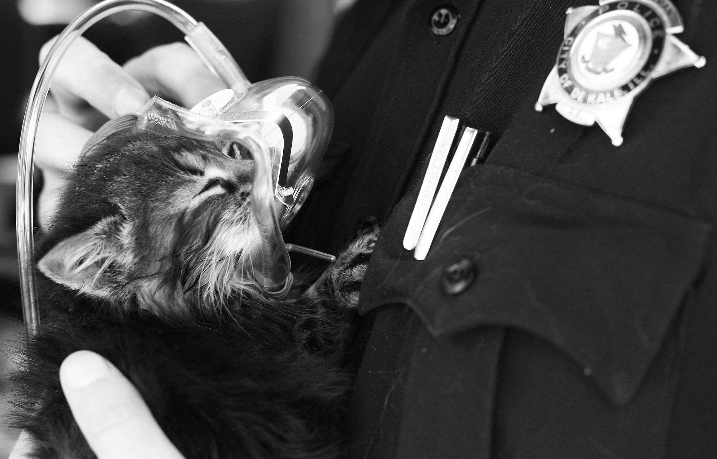   DeKalb Police Officer Jeff Winters helps a cat rescued from 247 Tilton Park Drive snuggle up to an oxygen mask after being retrieved from the basement where the fire originated on Wednesday, May 9, 2012.  