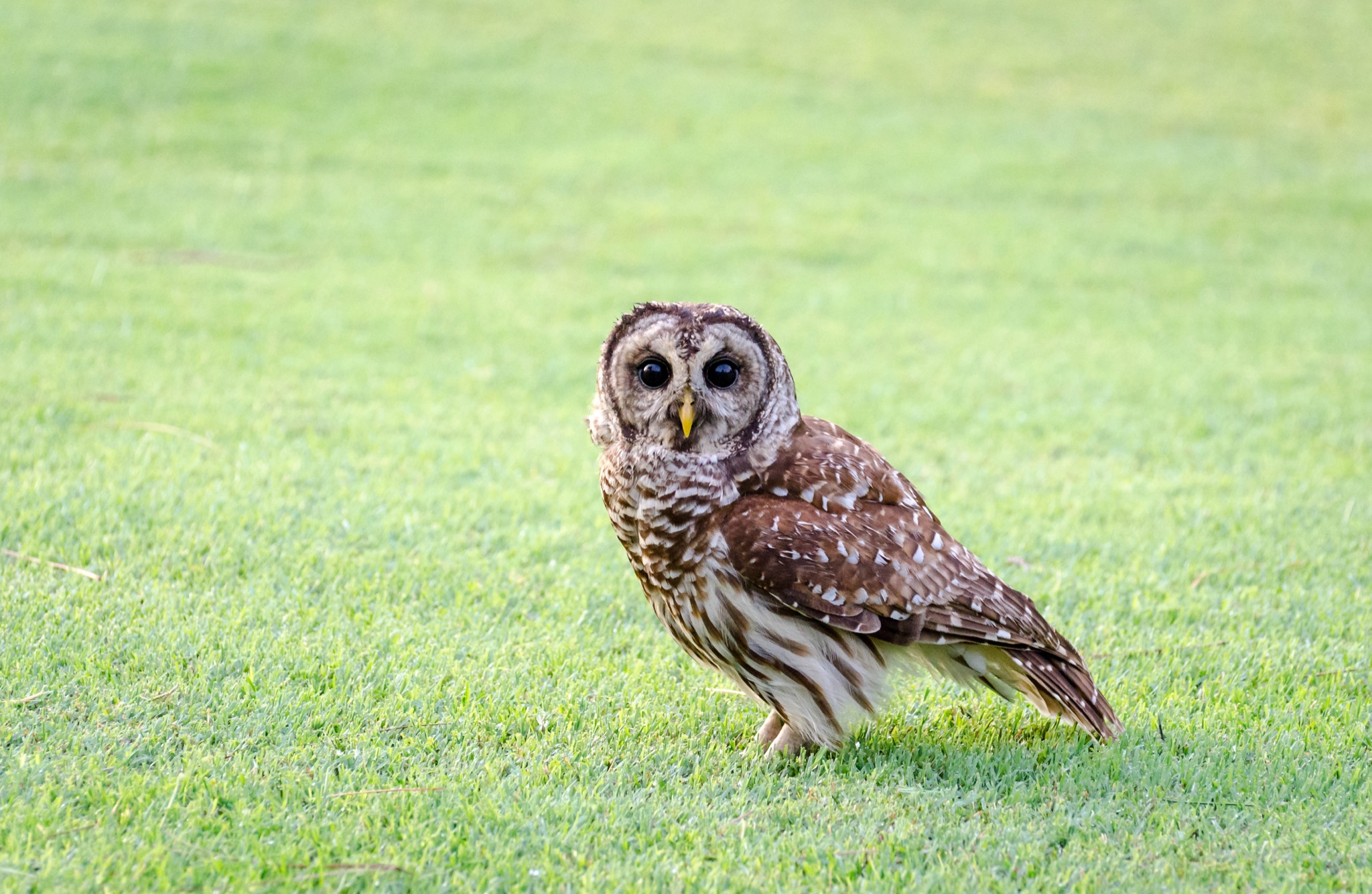 Portrait of a Barred Owl