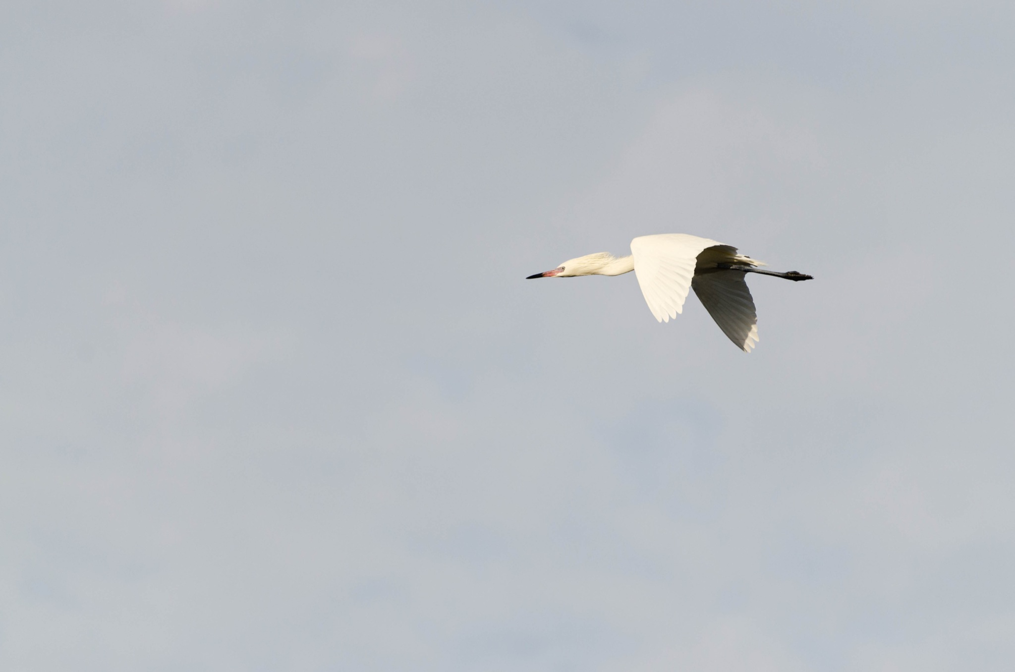 Flight