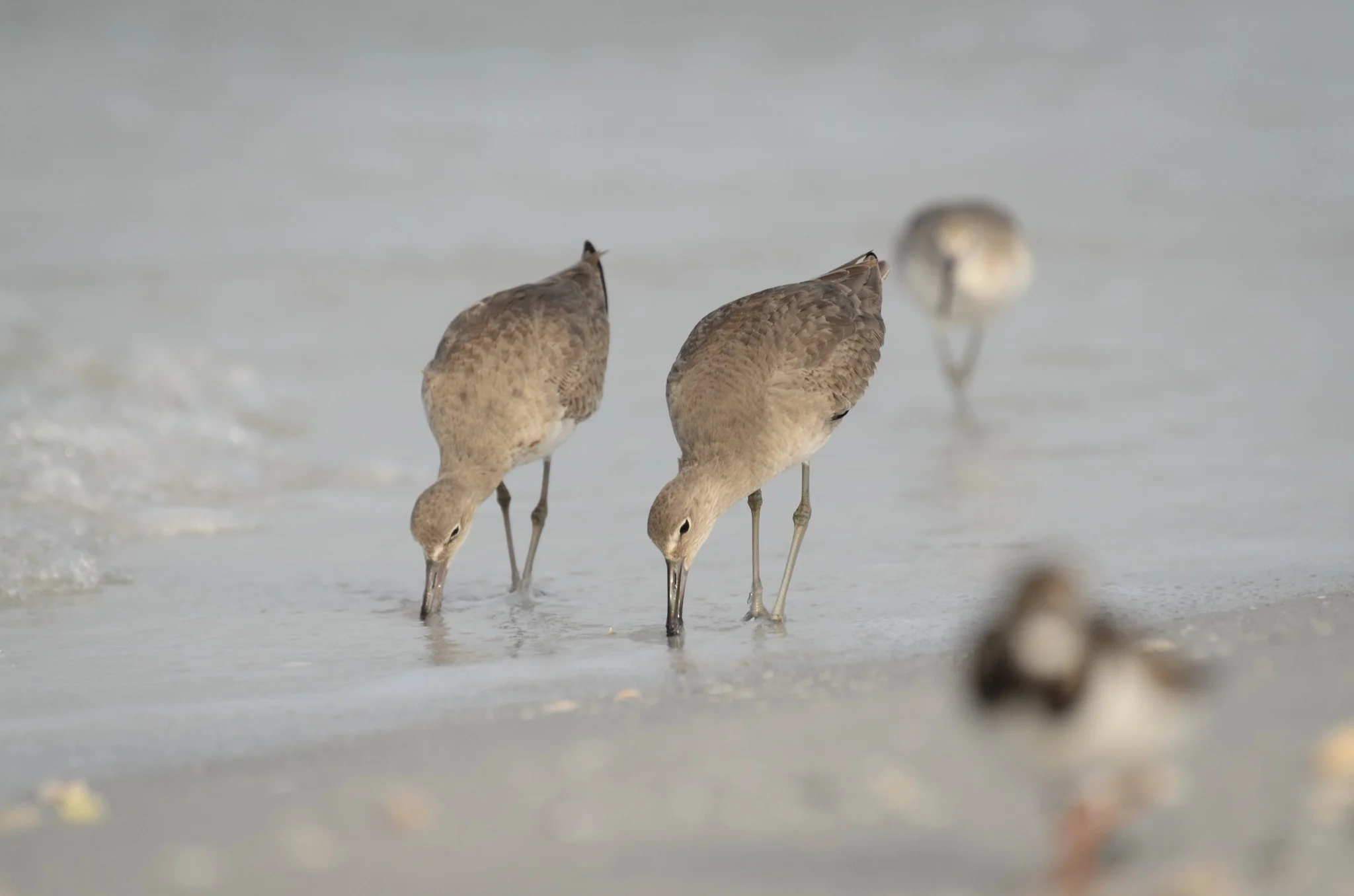 Willets