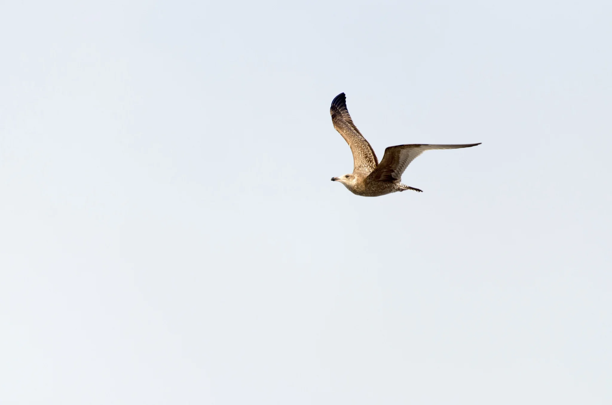Gull