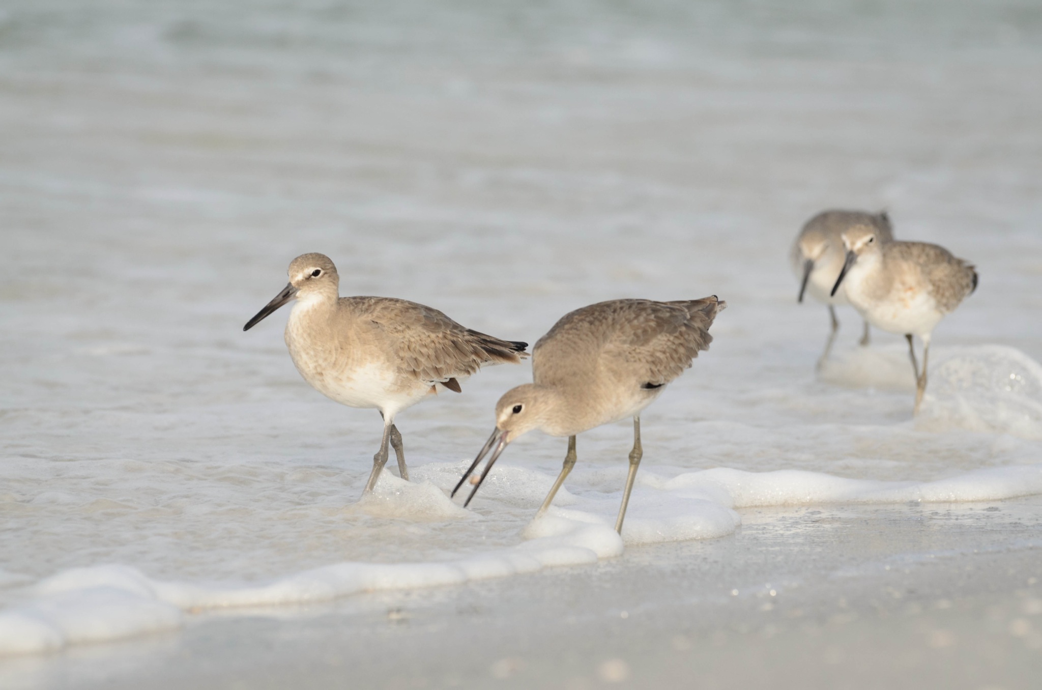 Willets