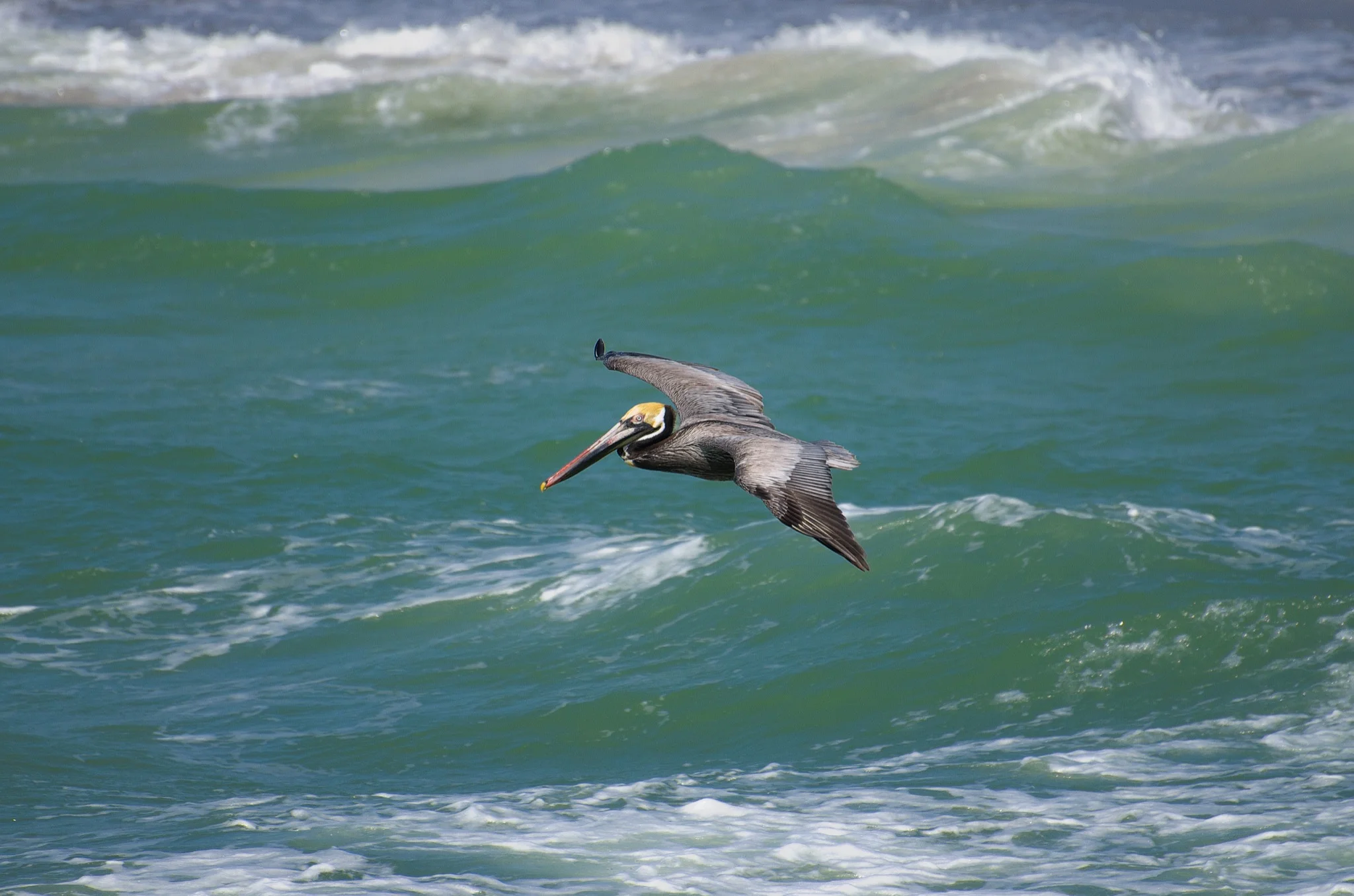 Brown Pelican