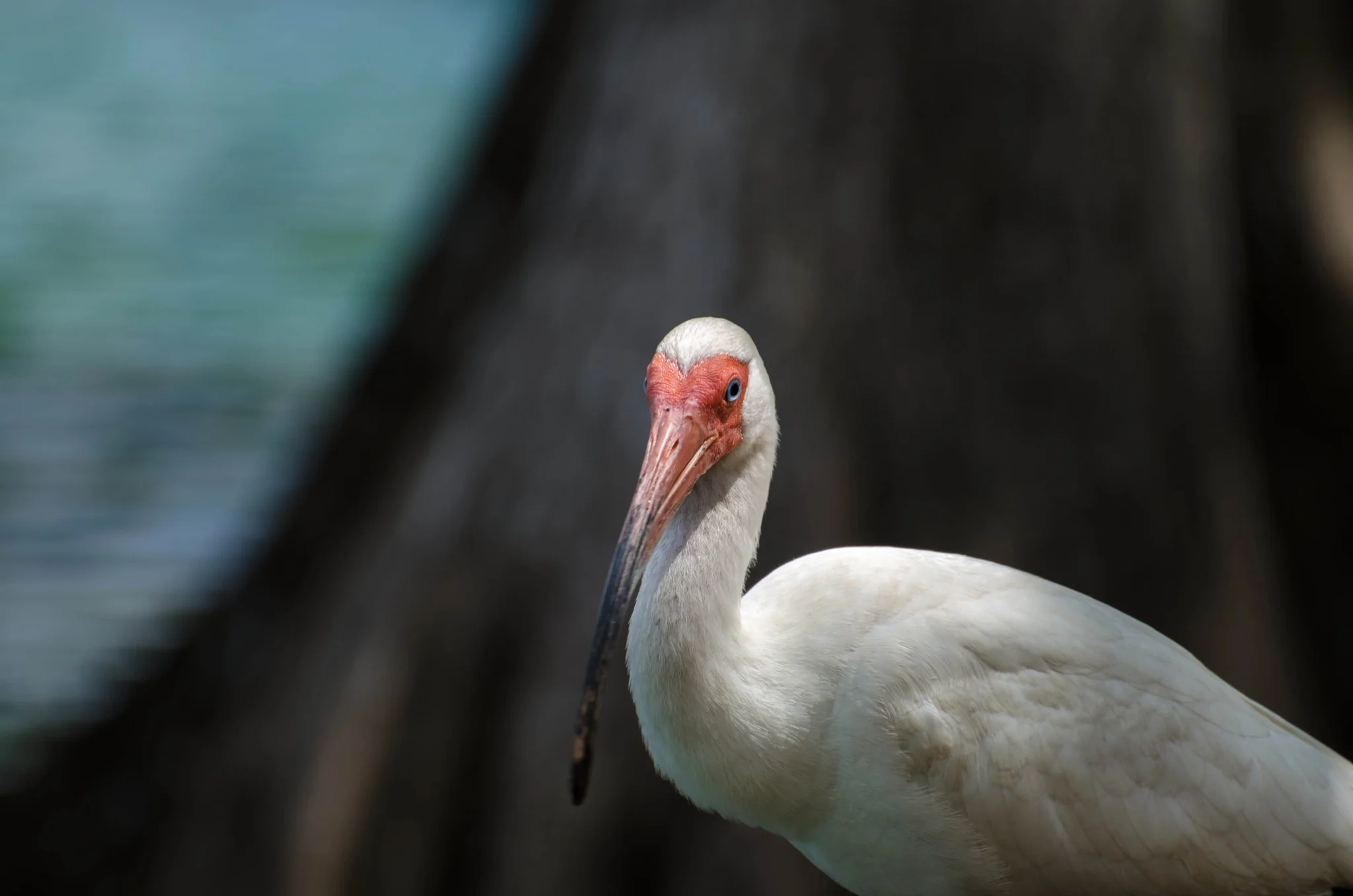 Ibis