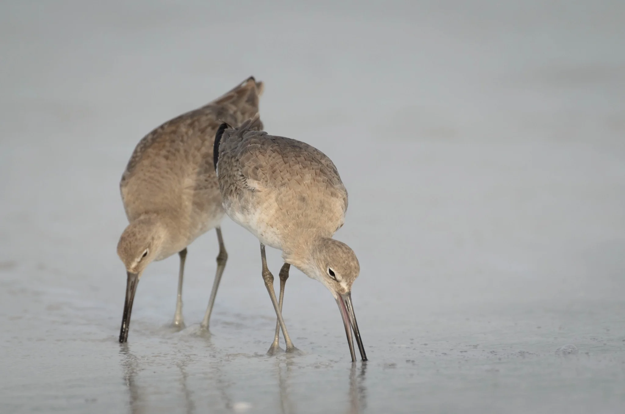 Willets